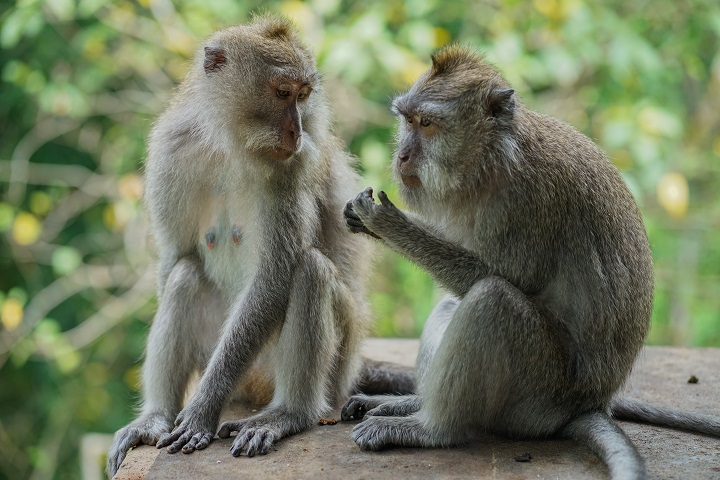 Ubud Monkey Forest