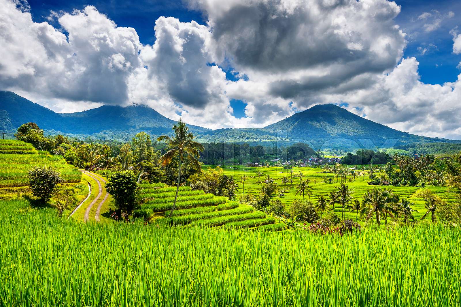 Ubud and Volcano Tour