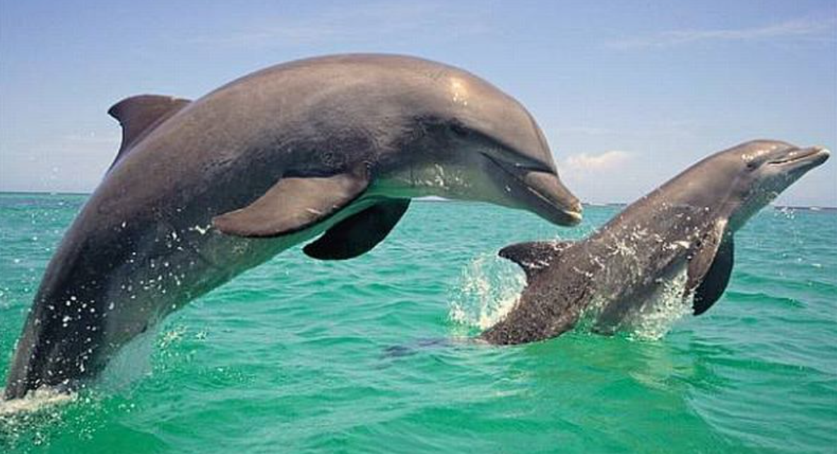 lumba lumba pantai lovina