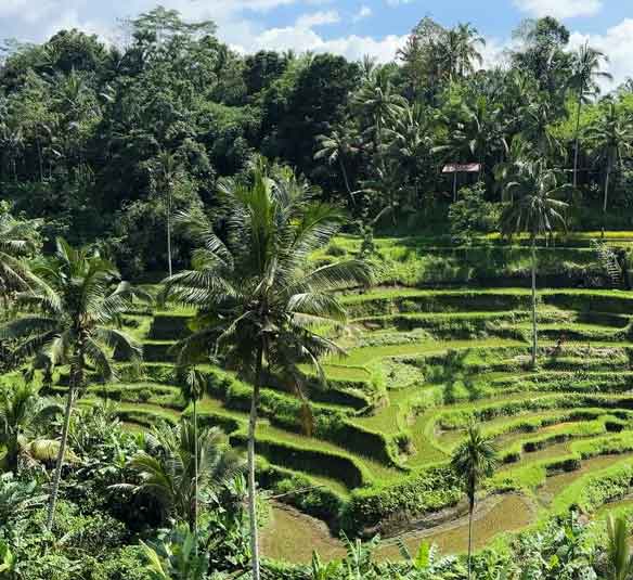 ubud tour